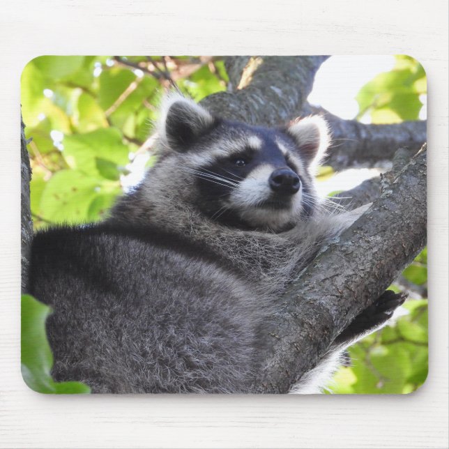 Cute Racoon in a Tree Close Up Mouse Pad (Front)