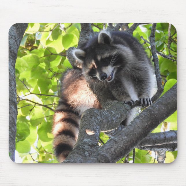 Cute Racoon in a tree Mouse Pad (Front)