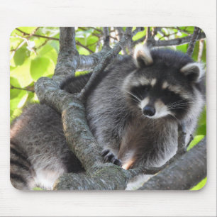 Cute Racoon in a tree Mouse Pad