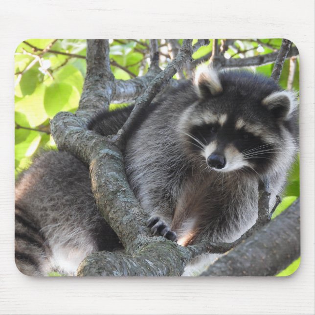 Cute Racoon in a tree Mouse Pad (Front)