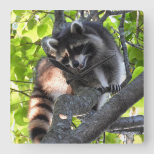 Cute Racoon in a Tree  Square Wall Clock