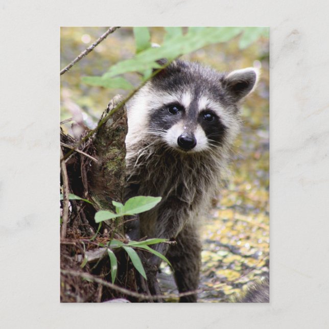 Cute Racoon Photo Postcard (Front)