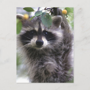 Cute Racoon Photo Postcard