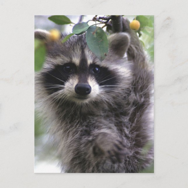 Cute Racoon Photo Postcard (Front)