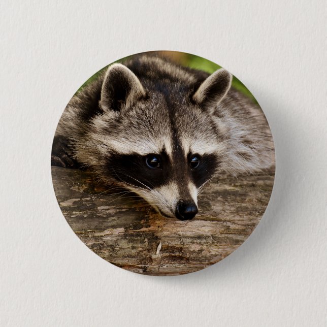 Cute Racoon Resting on a Log 6 Cm Round Badge (Front)