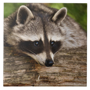 Cute Racoon Resting on a Log Ceramic Tile