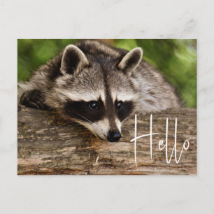 Cute Racoon Resting on a Log - Hello Postcard