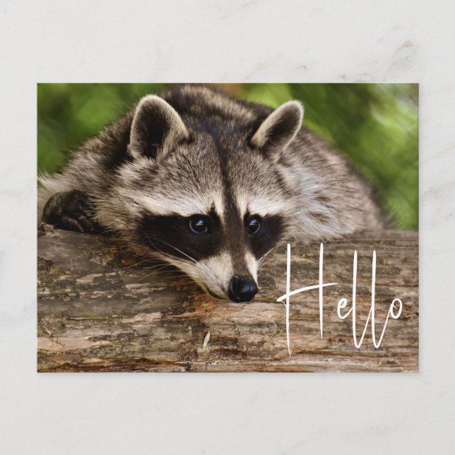 Cute Racoon Resting on a Log - Hello Postcard (Front)