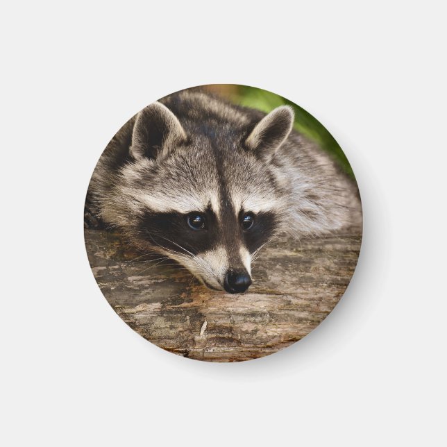 Cute Racoon Resting on a Log Magnet (Front)