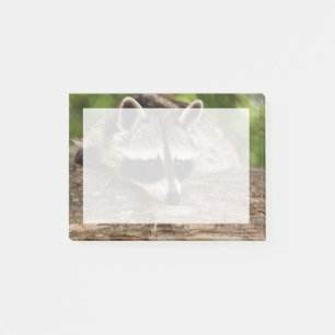 Cute Racoon Resting on a Log Post-it Notes