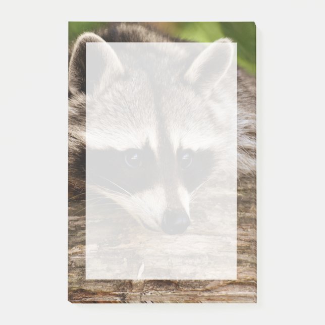 Cute Racoon Resting on a Log Post-it Notes (Front)