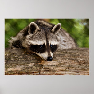 Cute Racoon Resting on a Log Poster