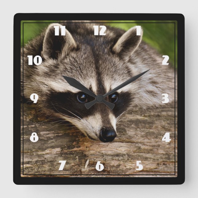 Cute Racoon Resting on a Log Square Wall Clock (Front)