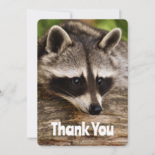 Cute Racoon Resting on a Log Thank You (Front)