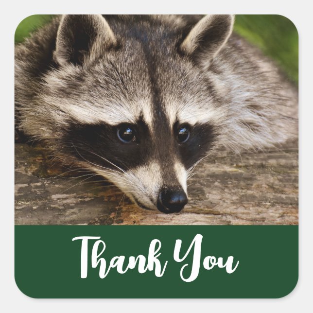 Cute Racoon Resting on a Log Thank You Square Sticker (Front)