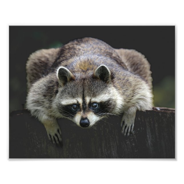 Cute Racoon Sitting On A Log Wildlife  Photo Print (Front)