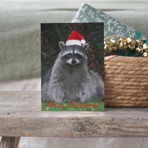 Cute Racoon Wearing Red Santa Hat Holiday Postcard