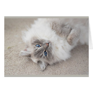 Cute Ragdoll cat Card