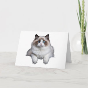 Cute Ragdoll Cat Card
