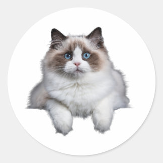 Cute Ragdoll Cat Classic Round Sticker