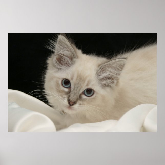 Cute Ragdoll kitten Poster (Front)