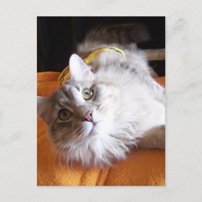 cute raisin Postcard (Front)