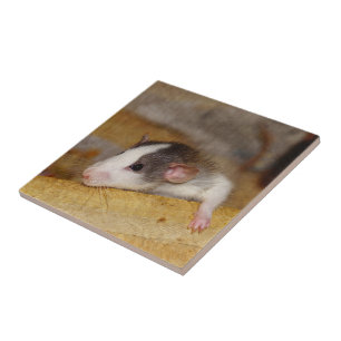 Cute Rat Ceramic Tile
