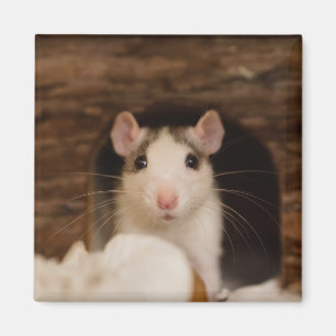 Cute Rat Magnet
