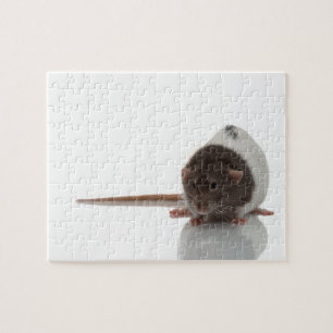Cute Rat on white Jigsaw Puzzle