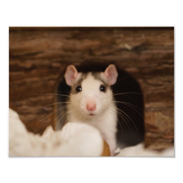 Cute Rat Photo Print (Front)