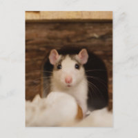 Cute Rat