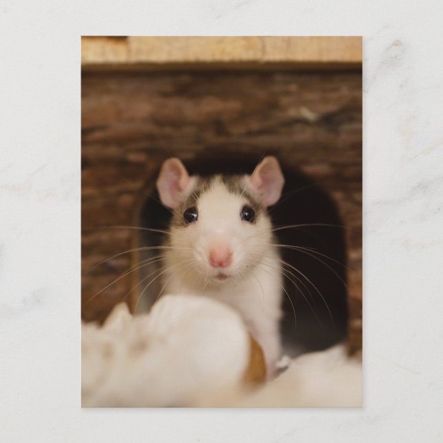 Cute Rat Postcard (Front)