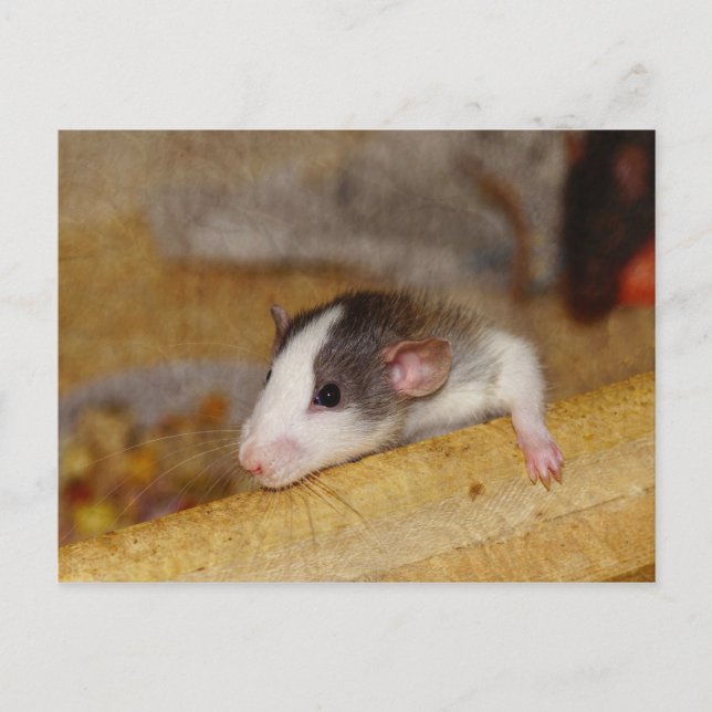 Cute Rat Postcard (Front)