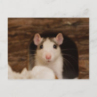 Cute Rat