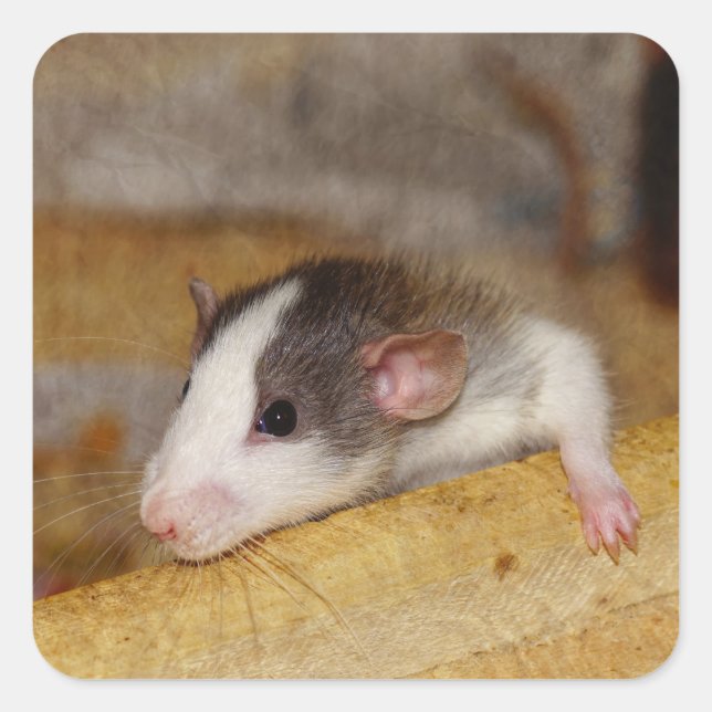 Cute Rat Square Sticker (Front)