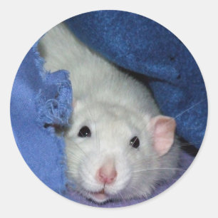 Cute Rat Stickers