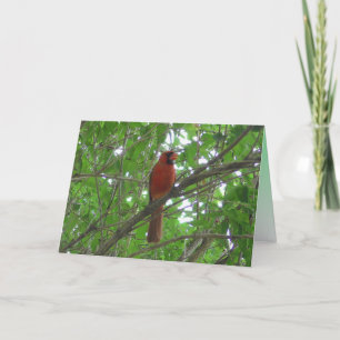 Cute Red Cardinal in Tree Blank Card