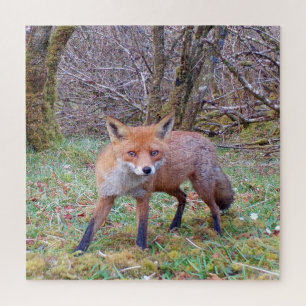 Cute Red Fox Jigsaw Puzzle