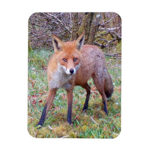 Cute Red Fox Magnet