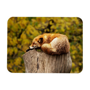 Cute Red Fox Resting on Tree Stump Magnet