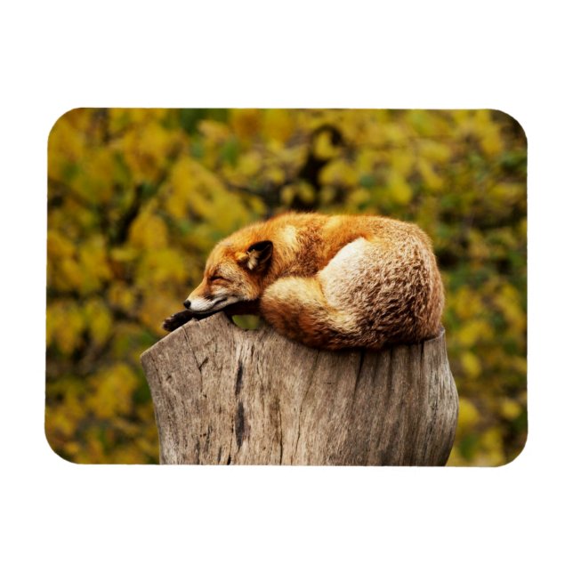 Cute Red Fox Resting on Tree Stump Magnet (Horizontal)