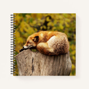 Cute Red Fox Resting on Tree Stump Notebook