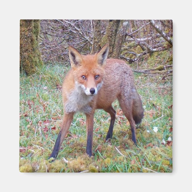 Cute Red Fox Square Magnet (Front)