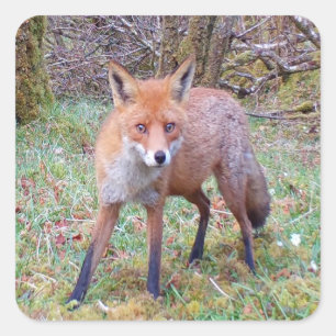 Cute Red Fox  Square Sticker