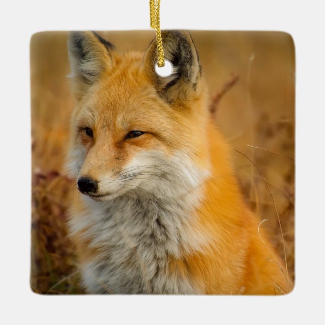 Cute Red Fox Wilderness Nature Photography Ceramic Ornament (Front)