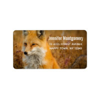 Cute Red Fox Wilderness Nature Photography