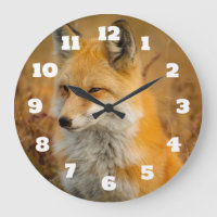 Cute Red Fox Wilderness Nature Photography