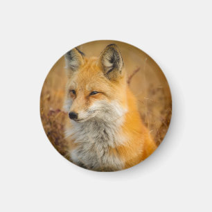Cute Red Fox Wilderness Nature Photography Magnet