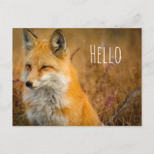 Cute Red Fox Wilderness Nature Photography Postcard