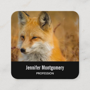 Cute Red Fox Wilderness Nature Photography Square Business Card